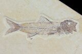 Pair Of Fossil Fish Including Rare Amphiplaga - Wyoming #79819-2